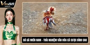 Đá Gà Miền Nam - Trải Nghiệm Văn Hóa Cá Cược Đỉnh Cao